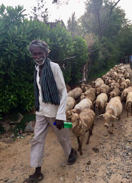 A shepherd in India