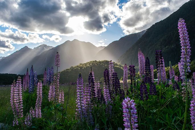 purple flowers in front of mountains 