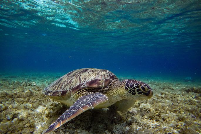 close up of a turtle taken underwater