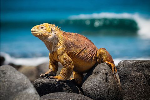 close up of an iguana in the Galapagos Islands