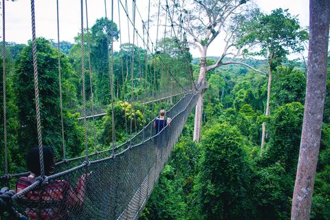 hanging bridge in the Aitwa rainforest