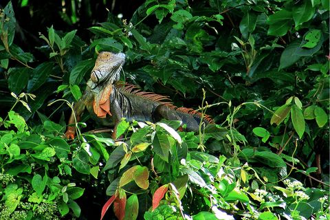close up of an iguana in Costa Rica 