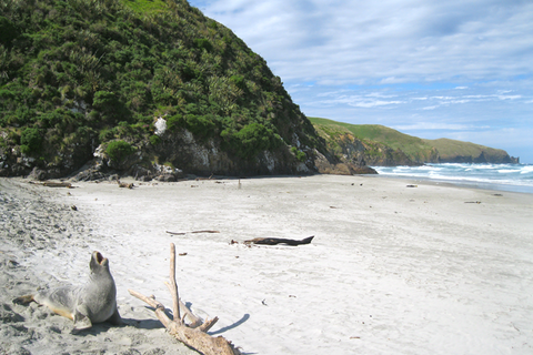 A sea lion cries out on a sandy beach, with green mountains and blue sky in the background