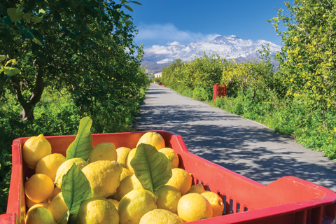 Vibrant lemons sit in a basket on a tree-lined road, with Italian mountains in the background