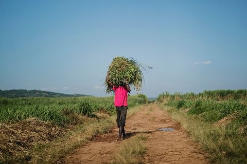 Farmer carrying crops in Rwanda